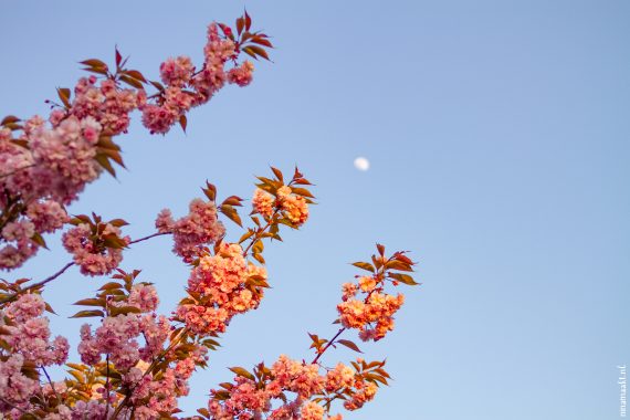 utrecht tuindorp bloesem lente ninamaakt